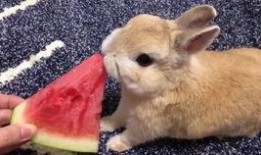 网红吃瓜小兔子是谁啊,揭秘网红吃瓜小兔子的真实身份